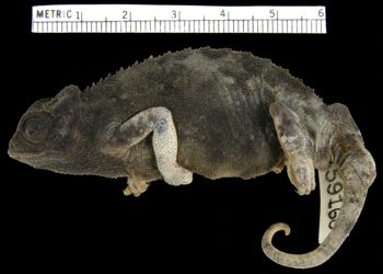 Media type: image; Herpetology R-59160
